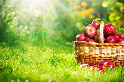 Apple Picking Wallpapers Top Free Apple Picking Backgrounds