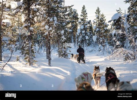 Sweden Norrbotten Kiruna Dog Sledding In Swedish Lapland Stock Photo