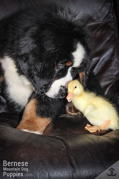 Lucien Likes Chicks Bernese Mountain Dog Puppy For Sale Sweetwater