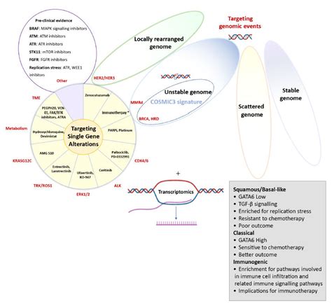 Molecular Targets In Pancreatic Cancer Potential Molecular Targets In