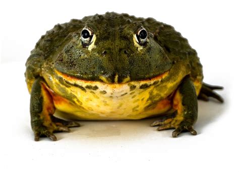 Giant Pixie Frog Pyxicephalus Adspersus Captive Bred Cbp