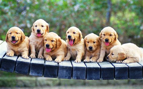 Download Playful Golden Retriever Puppy