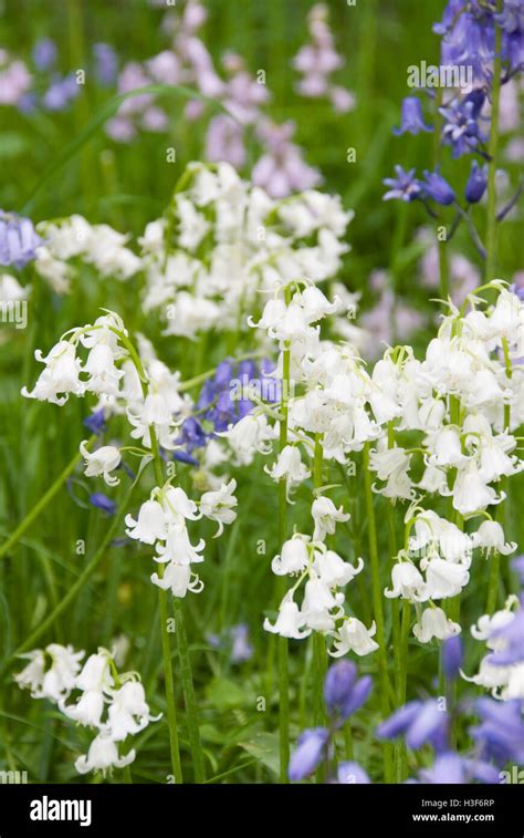 Beautiful Spring Bluebell Flowers In Bloom Meersbrook Park Sheffield