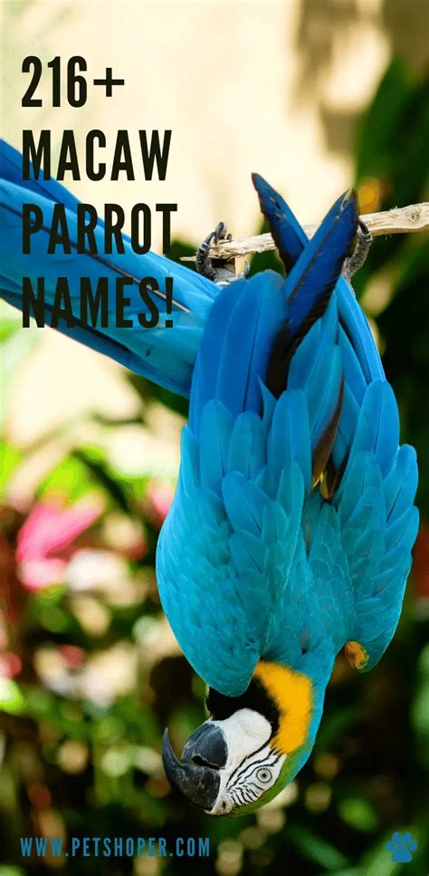 Macaw Parrot Names 216 Cute And Best Ideas Petshoper