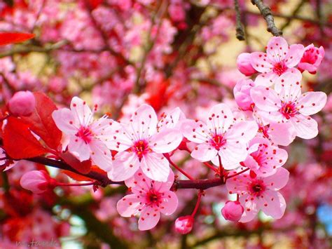 Pink Sakura Blossoms By Villa Chinchilla Cherry Blossom Wallpaper