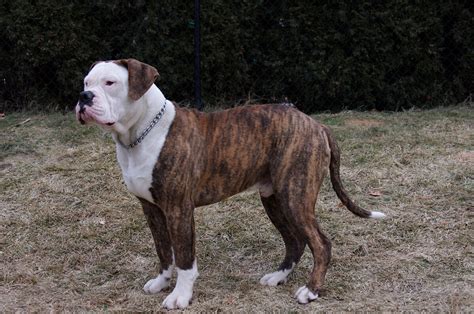Brindle American Bulldog Facts And Pictures