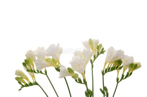 Freesia Flower Background Stock Photo Image Of Beautiful 8337506