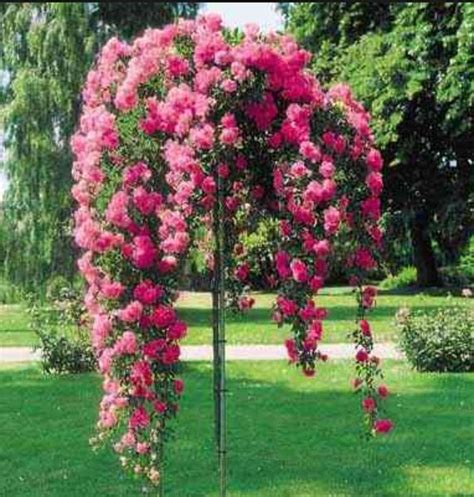 Rose Tree Rose Trees Plants Flower Garden