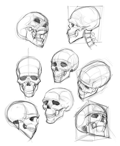 Artstation Tb Tb Choi Изображения скелетов Рисунок черепа