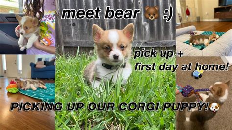 We Got A Corgi Puppy Youtube