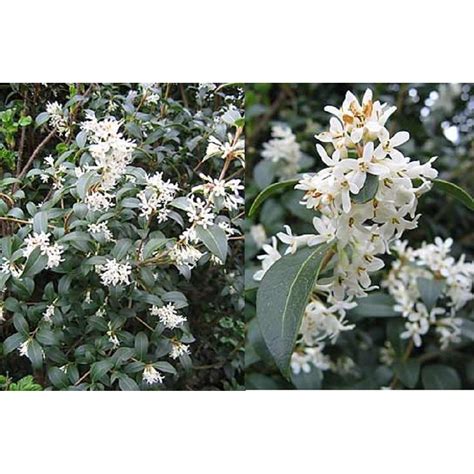 Osmanthus Burkwoodii Fragrant Plant Shrub 2l Pot