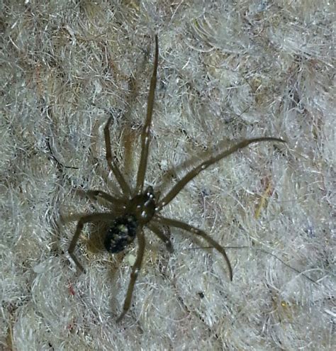 Initially, some behavioral reaction to the bite itself or licking the site of the bite would be the only indications that a black widow spiders are more plentiful in the southern and western u.s., but can be found throughout north america. Juvenile Steatoda Nobilis (False Widow)? : spiders