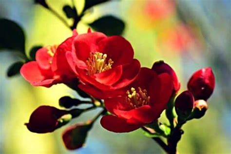 15 Stunning Red Flowering Shrubs Urban Garden Gal