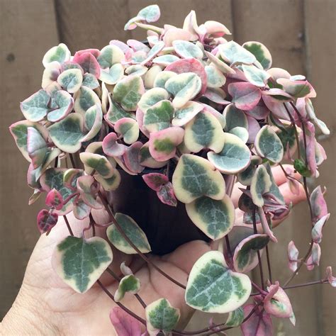 Ceropegia woodii variegata also known as 'string of hearts succulent' and 'rosary vine'. Ceropegia Woodii Variegata 'Keepsake Heart' // Pink String ...