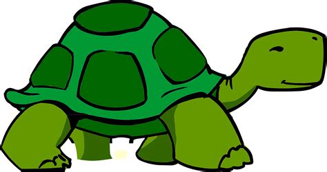 Free Photo Green Turtle Walking Shell Carapace Slow Tortoise Max Pixel