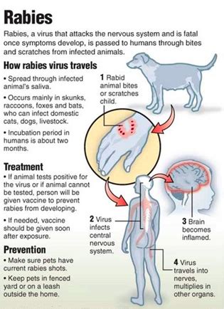 Dog bite signs and symptoms include swelling, redness, pain, and cuts or puncture wounds. Rabies in Dogs | Rabies Facts You Need to Know | Rover.com