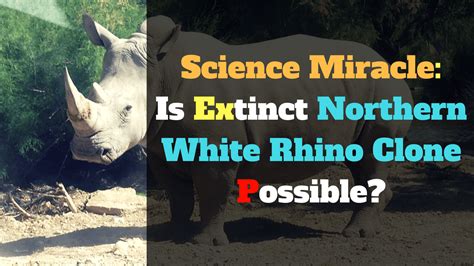 Science Miracle Is Extinct Northern White Rhino Clone Possible How