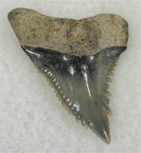 78 Hemipristis Shark Tooth Fossil Florida 24339 For Sale