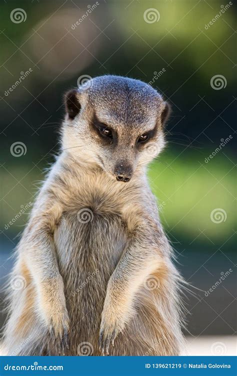 Portrait Of Meerkat Suricata Suricatta African Native Animal Small