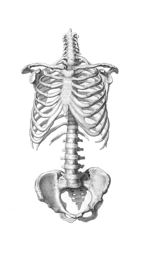 Human Anatomy Torso Skeleton Free Stock Photo Public Domain Pictures