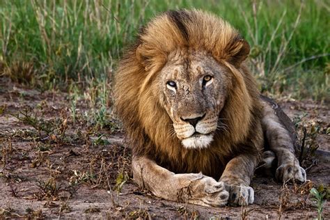 The following animal list will help you recognize most of the great animals of africa. List Of Animals With Pictures - Pictures Of Animals 2016