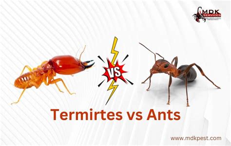 Termites Vs Ants How To Tell The Difference And Why It By Mdk