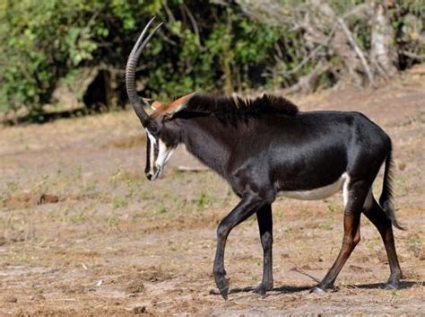Sable Antelope Emperor Hooved Animal Wild Animals Photography