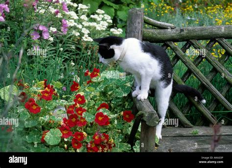 Black And White Cat On Wooden Garden Bench Stock Photo Alamy