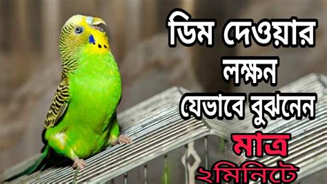 How To Know Pregnant Of Budgeriger Parakeet Youtube