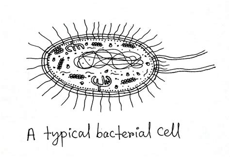 Different Parts Of Bacterial Cell Biology Learner