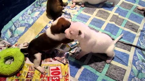 7 Of The Cutest Puppies In The Whole Wide World Youtube