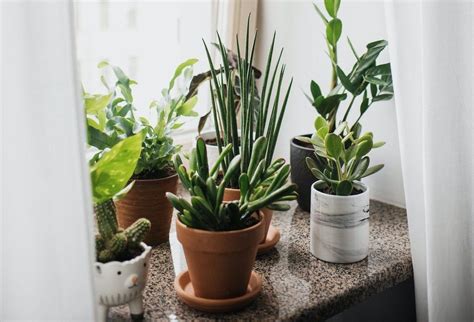 Pros And Cons Of Waxy Leaf Houseplants The Ultimate Guide