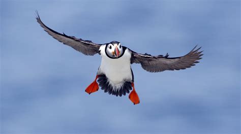 Portland Me Scientists Puffins Might Spend The Winter Off New Jersey
