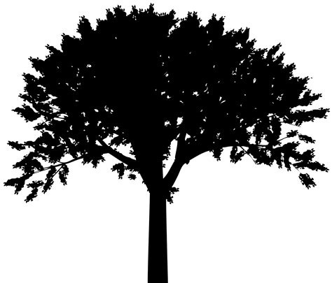 Tree Silhouette Transparent Background
