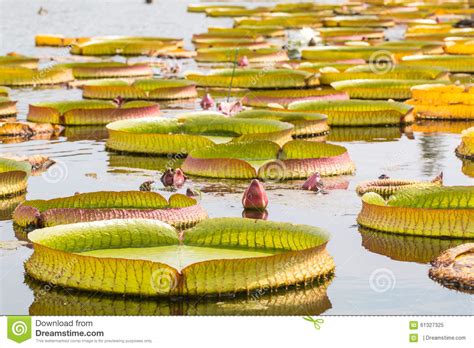 Budding Pink Victoria Waterlily In The Pool Stock Image Image Of Lake