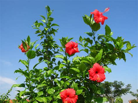 Hibiscus Rosa Sinensis Chinese Hibiscus World Of Flowering Plants