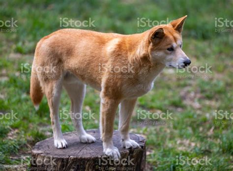Dingo At A Wildlife Conservation Park Near Adelaide In South Australia