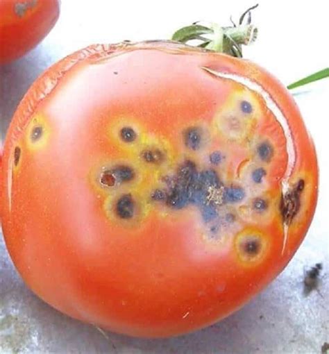 Reading The Tomato Leaves How To Nip Diseases In The Bud