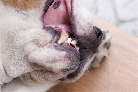 Normal Color Of Dog Gums