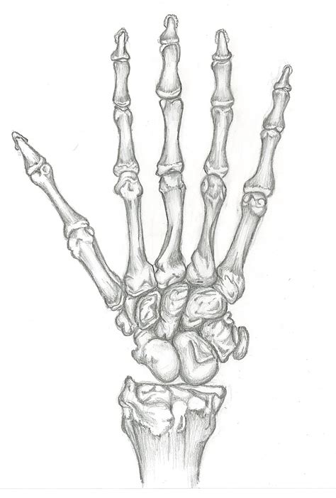 Skeletal Hand Drawing At Getdrawings Free Download