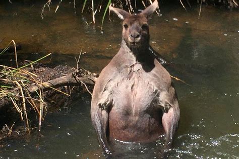 ripped kangaroo goes viral in stunning photos fox news