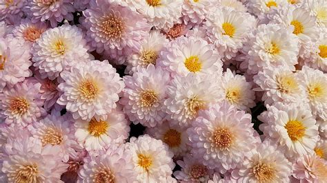 Chrysanthemum Flower Pink Hd Wallpaper Pxfuel