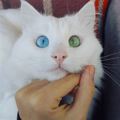 Enchanting Feline Meet The Snow White Kitty With Heterochromatic Eyes