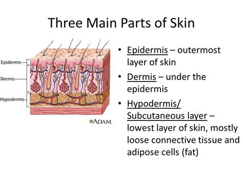 Label The Parts Of The Skin And Subcutaneous Tissue