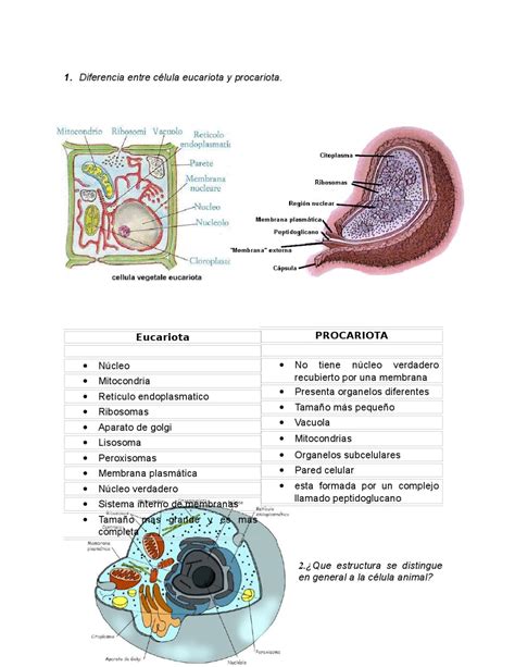 Diferencias Y Semejanzas De La Celula Procariota Y Eucariota Mobile
