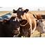 Cattle Herds Recently Diagnosed With Johnes Disease  Texas A&ampM