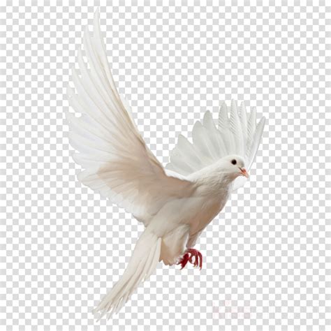 Download Hd Clipart Resolution 8001061 White Dove Png Transparent