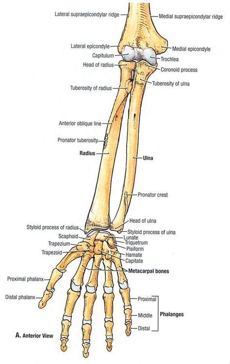 Styloid Process Of Radius Styloid Process Of Radius Nasm In 2019