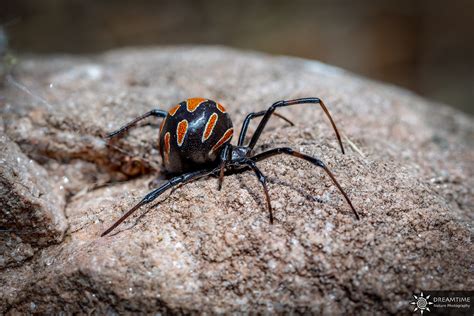 Latrodectus Tredecimguttatus ♀ Veuve Noire Méditerranéenne Flickr