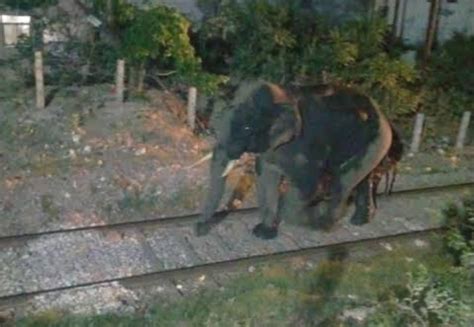 हरिद्वार रेलवे स्टेशन पर पहुंच गया जंगली हाथी फिर जानिए क्या हुआ